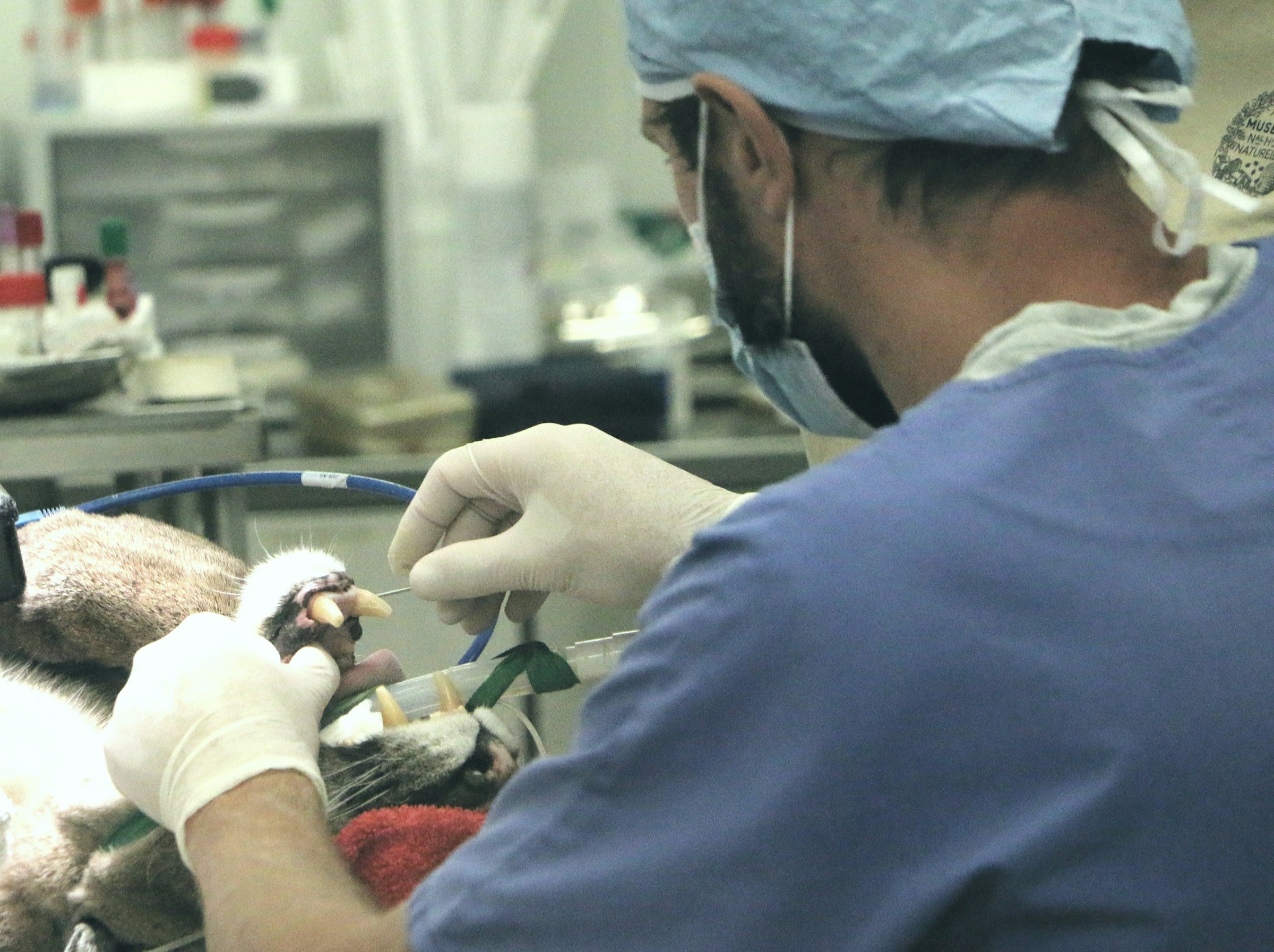 Image from The Vet Service report on the global veterinary workforce