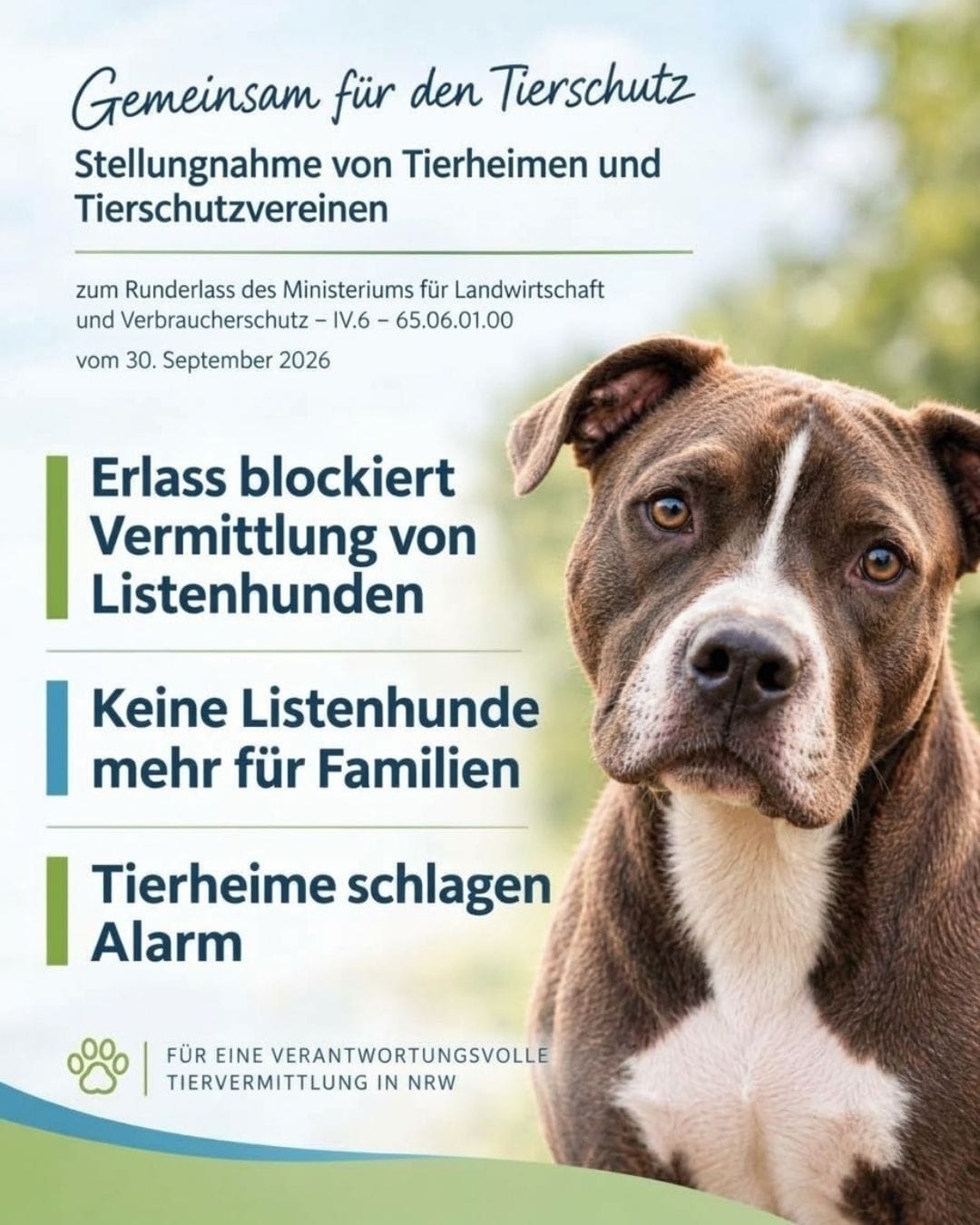 Cover image of the joint statement by NRW animal shelters regarding list dogs