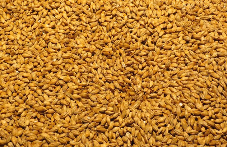 Ukrainian agricultural seed samples, specifically barley, being prepared for deposit