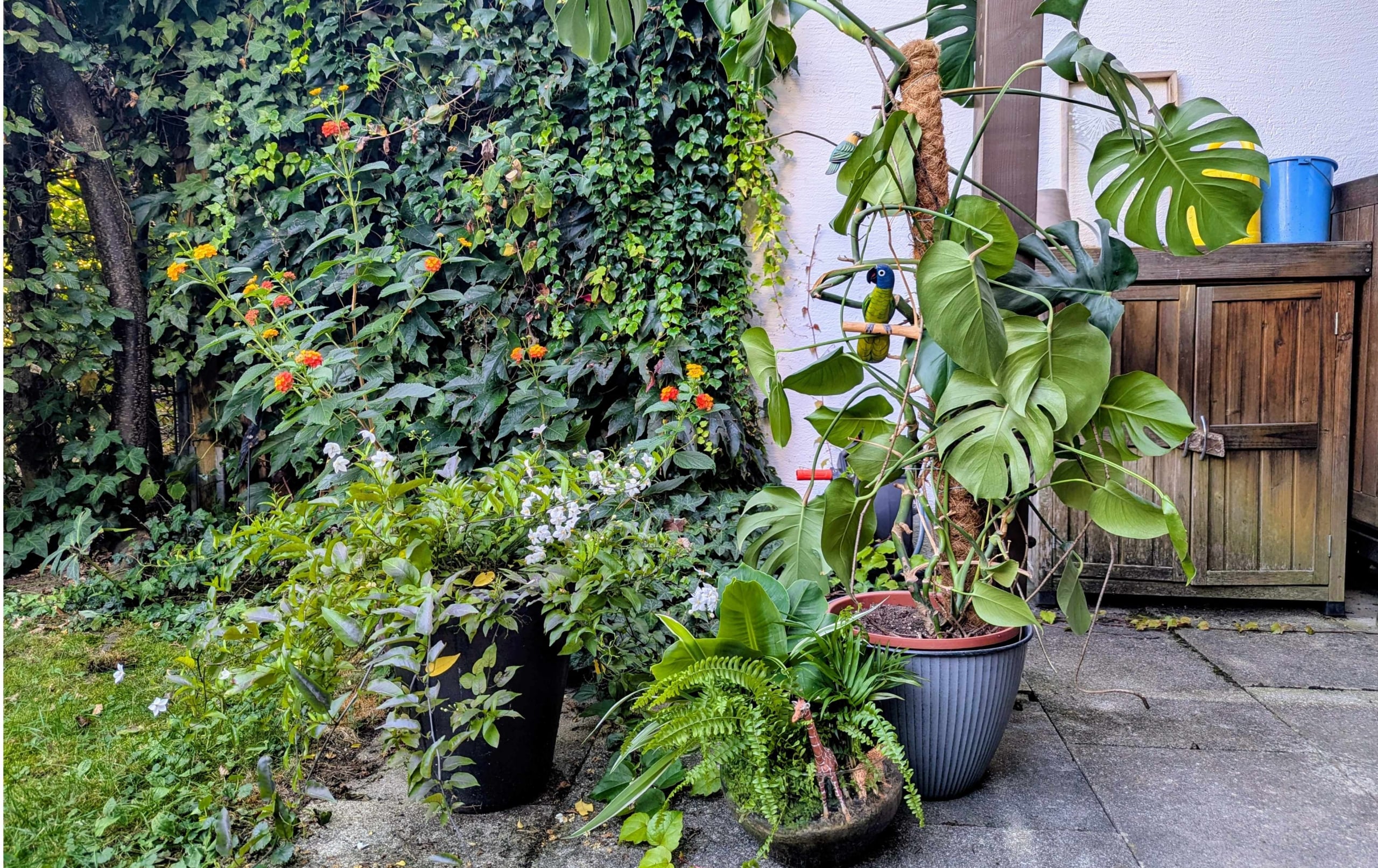 Guide illustration for moving indoor plants back inside
