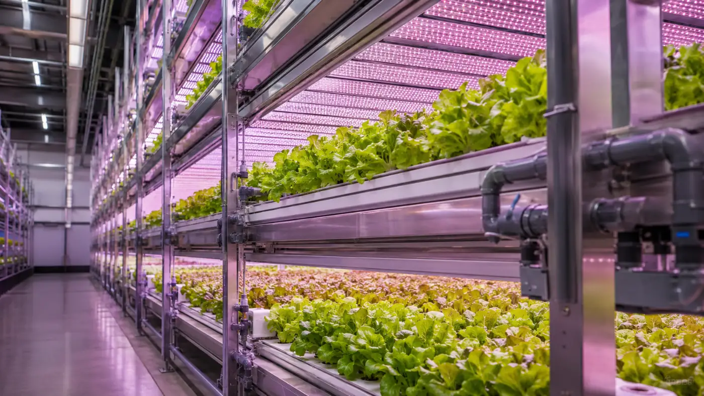 Screenshot showing Cyclospora outbreak and vertical farming solution comparison