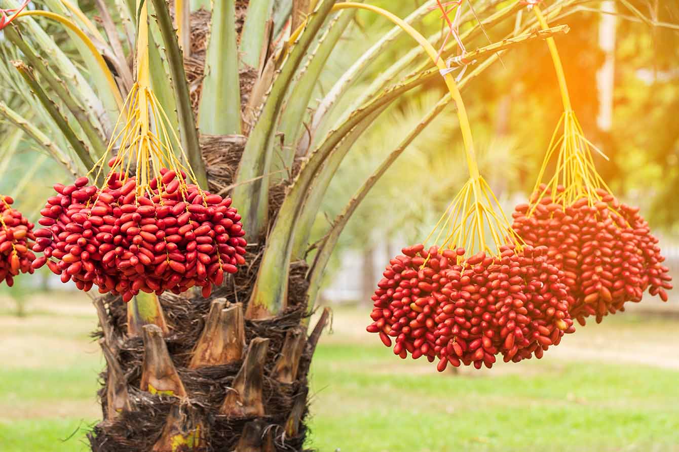 Indonesian palm oil plantation