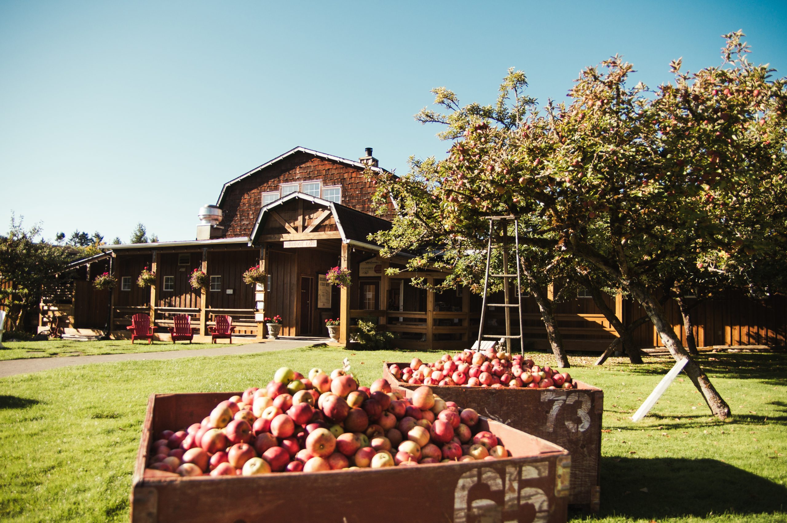 Merridale Harvest Festival