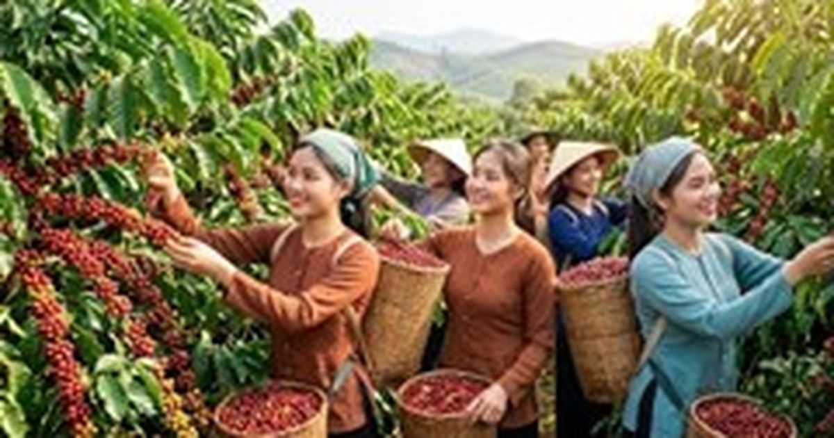 Domestic coffee prices in Vietnam rise to VND 94,000/kg