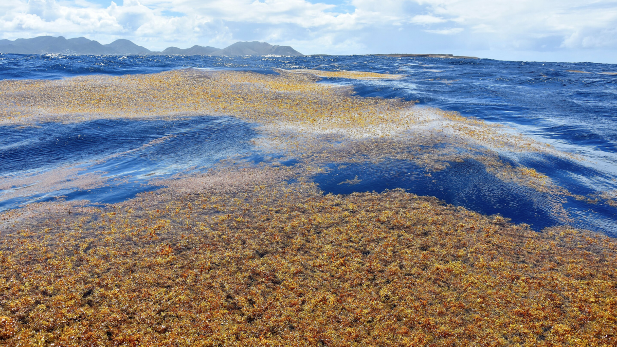 Satellite view of the Great Atlantic Sargassum Belt