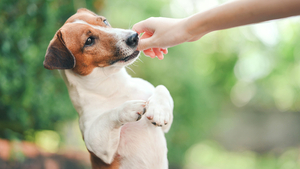 Herald Business article image on strengthened crackdowns before the dog meat ban