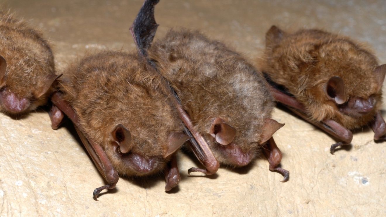 Tricolored bat, one of the at-risk species addressed in Tennessee's Wildlife Action Plan
