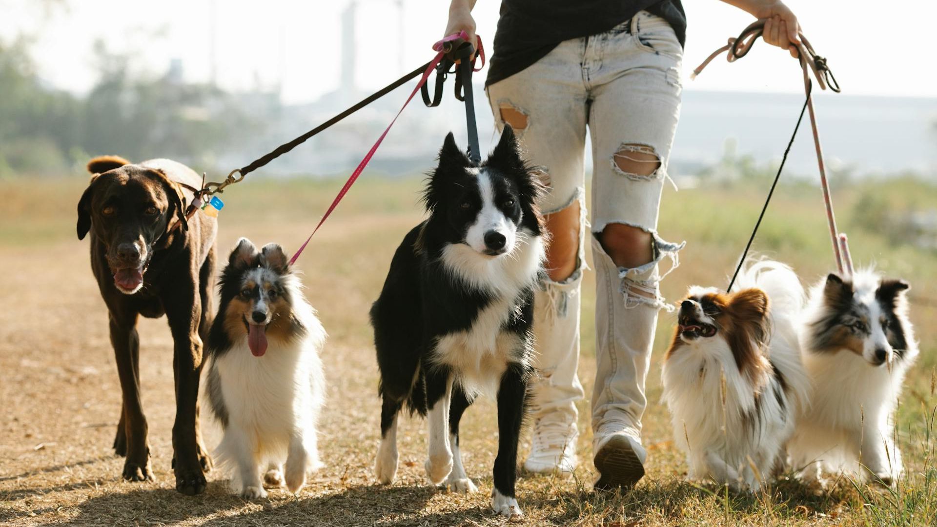 Pet Industry Statistics Chart