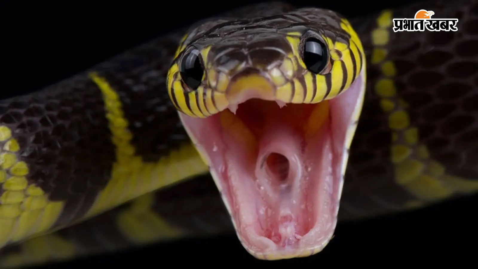Snake bite hero image from Prabhat Khabar
