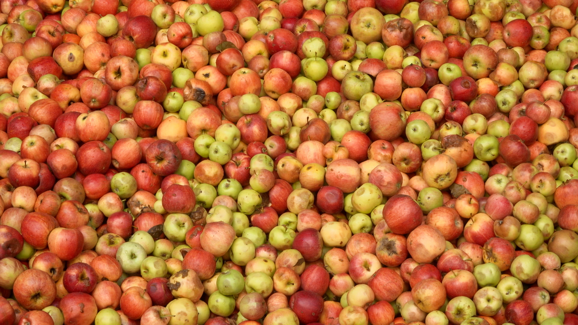 Apfelwein pressing season start in Frankfurt