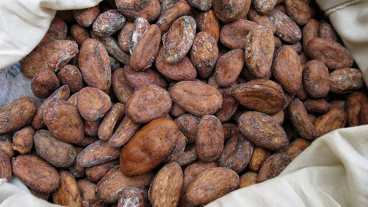 Cocoa pods on tree in West African plantation