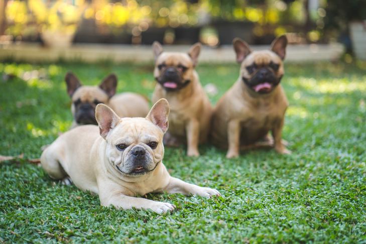 French Bulldogs resting in a garden