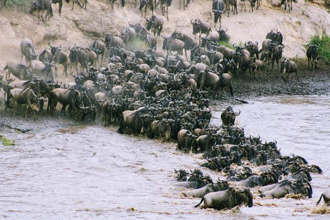 Wildebeest crossing the Mara River