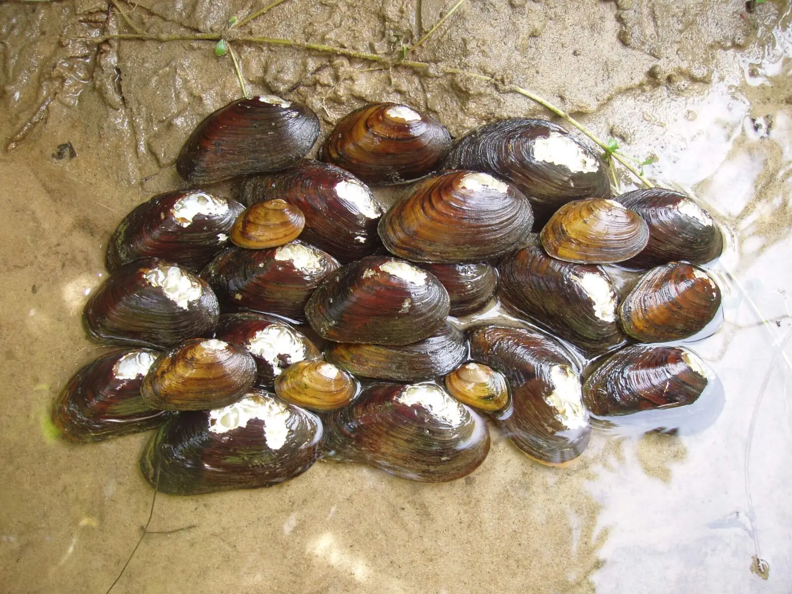 James River Spinymussel, a species affected by habitat protection rollbacks