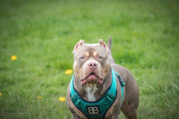 XL Bully dog outdoors