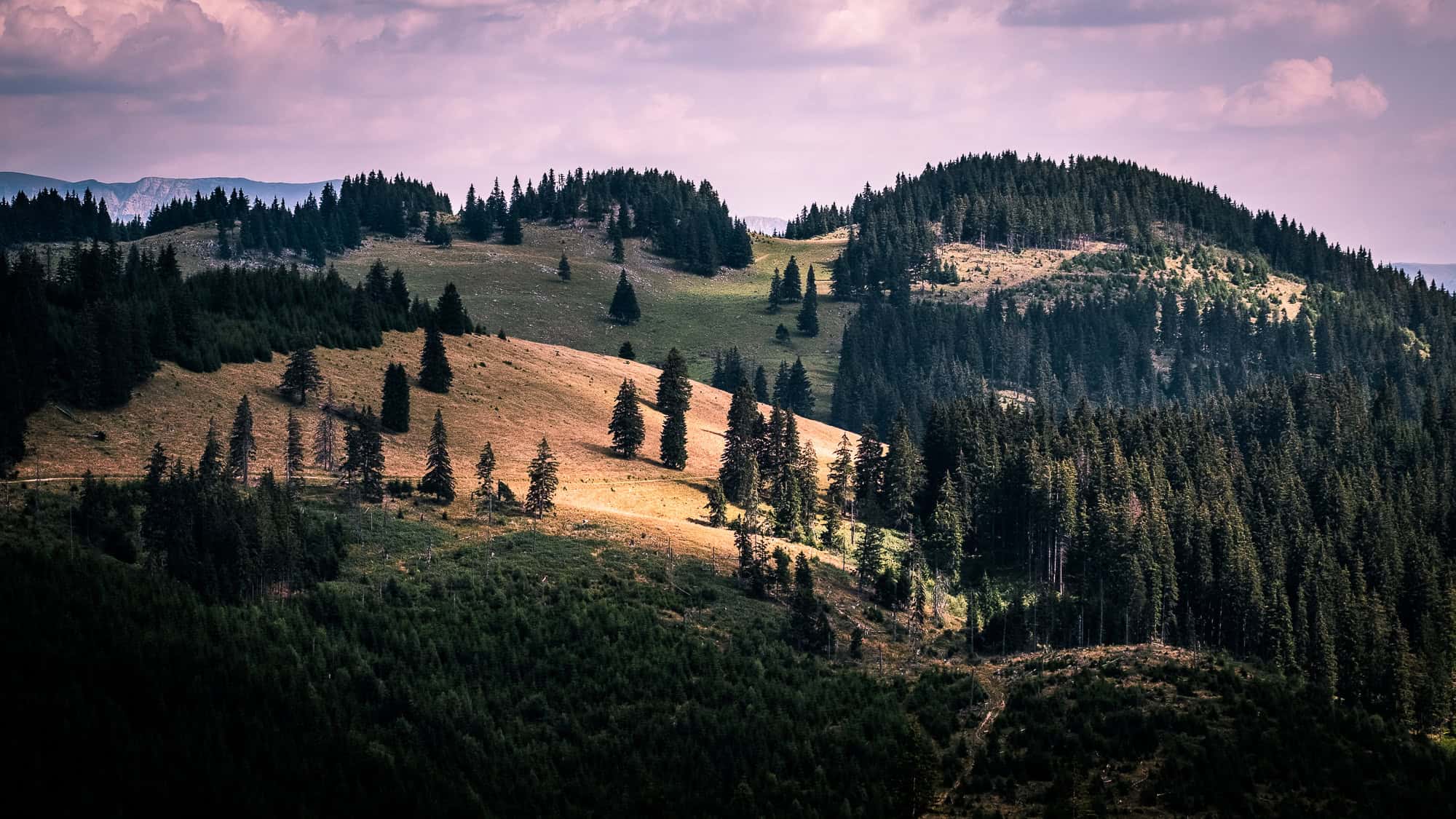 Wildlife corridor landscape in natural habitat