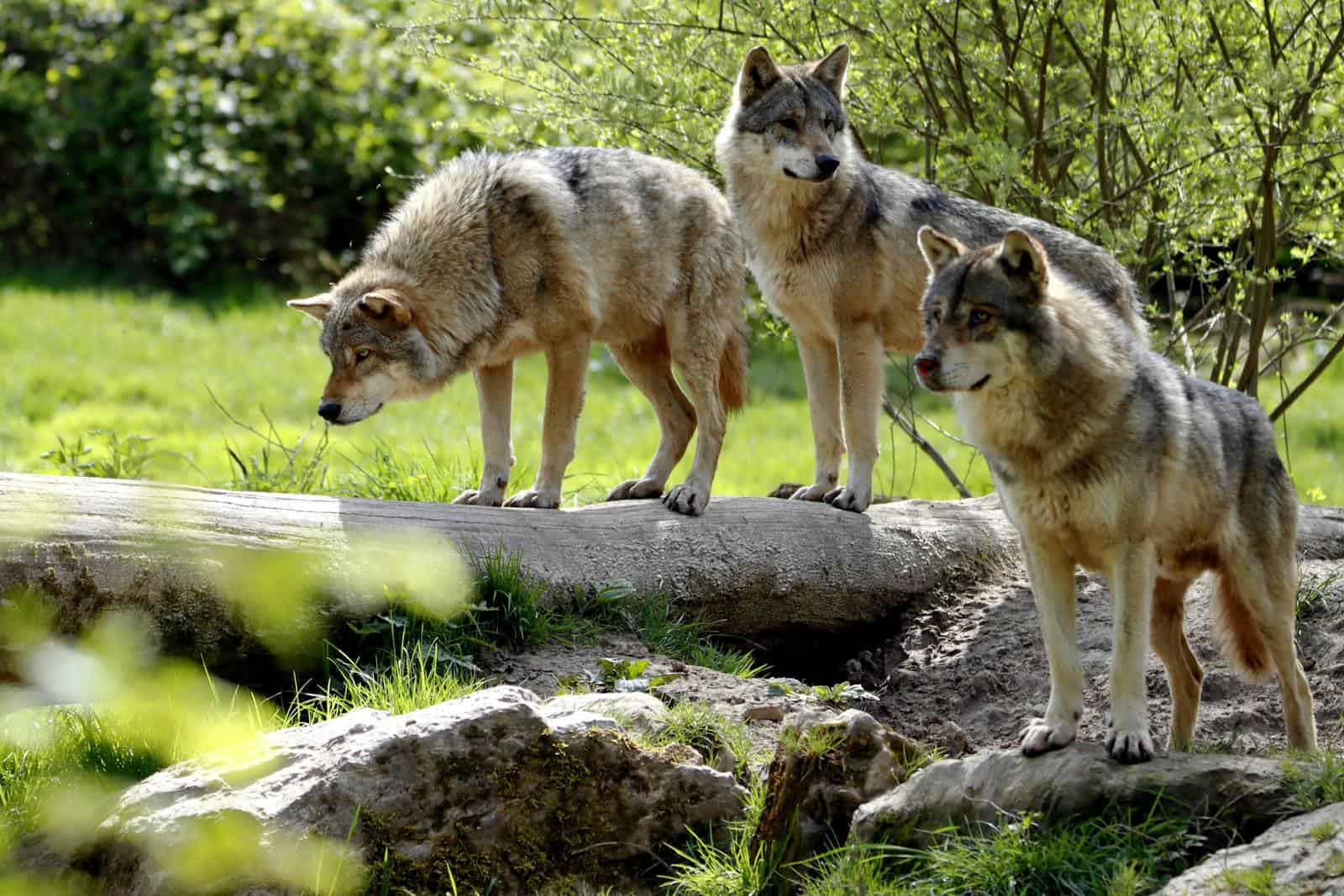 Wolf in a forested landscape illustrating the complexity of rewilding apex predators