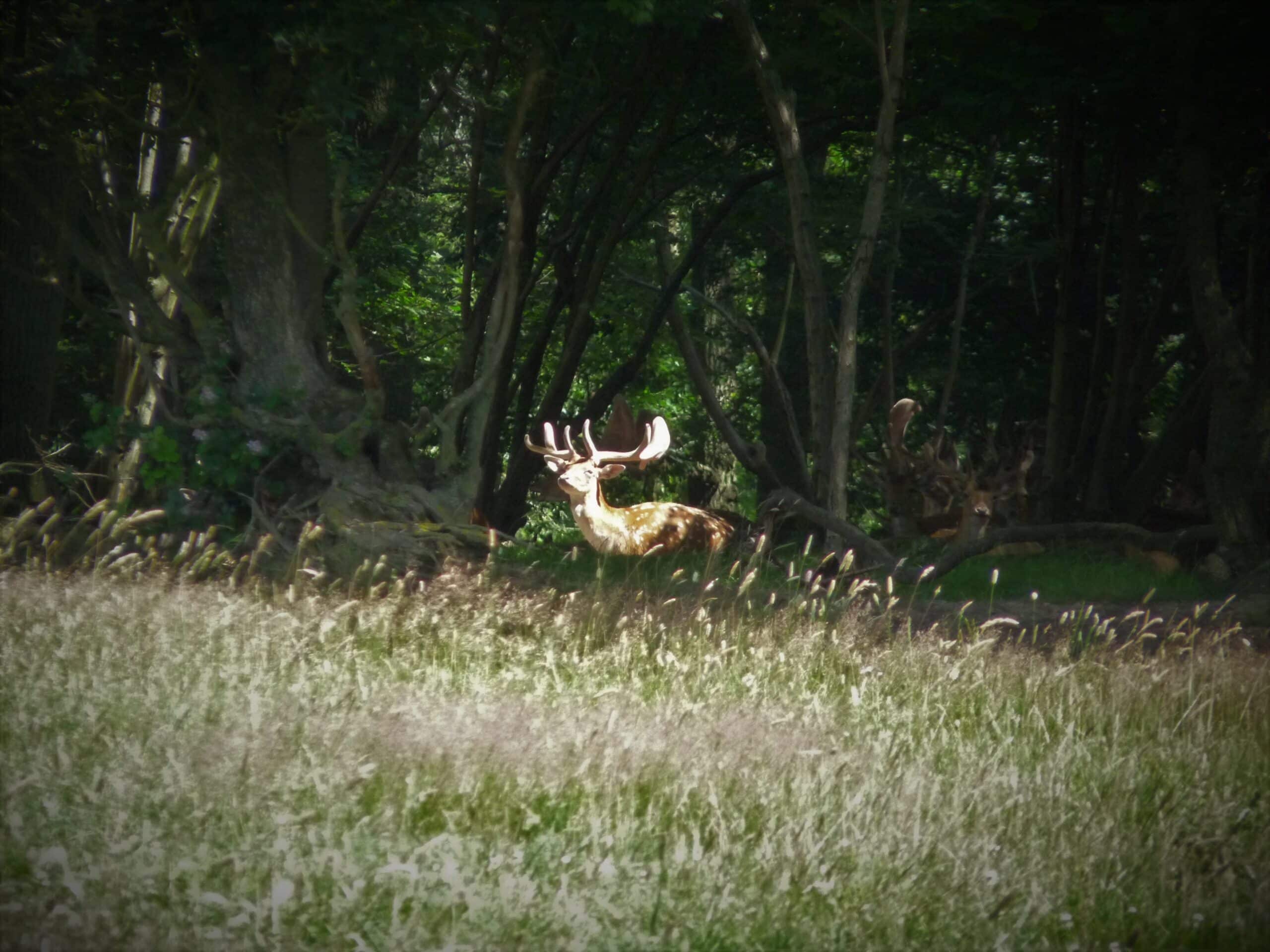 Stag at Knepp Wildland, an example of rewilding success