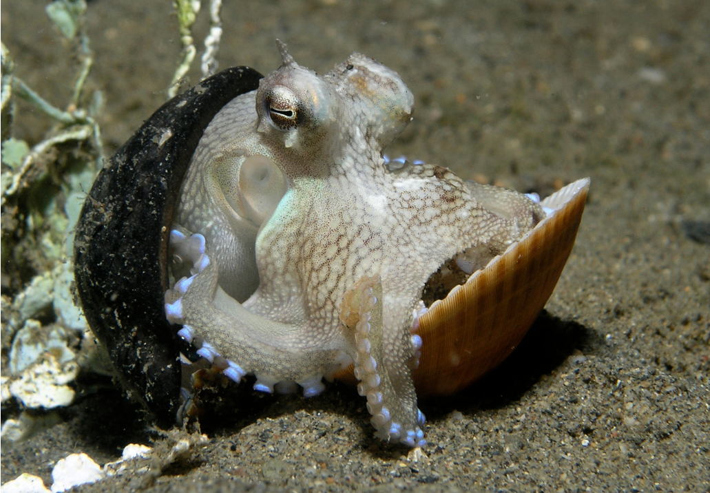 Image from the article listing bizarre animal behaviors
