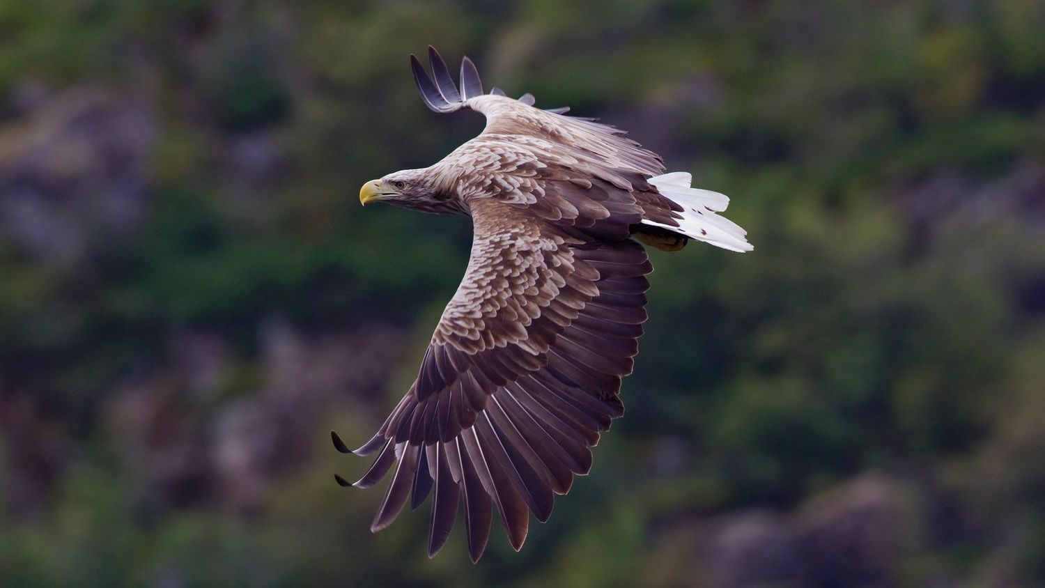 White-tailed eagle in flight — one of many species making a comeback thanks to conservation efforts
