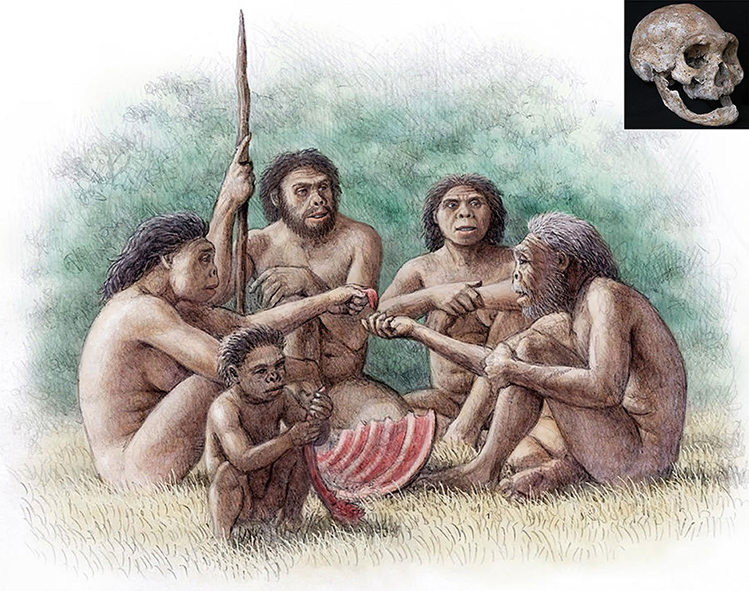 Fossil skull reconstruction of early hominin from southern Africa