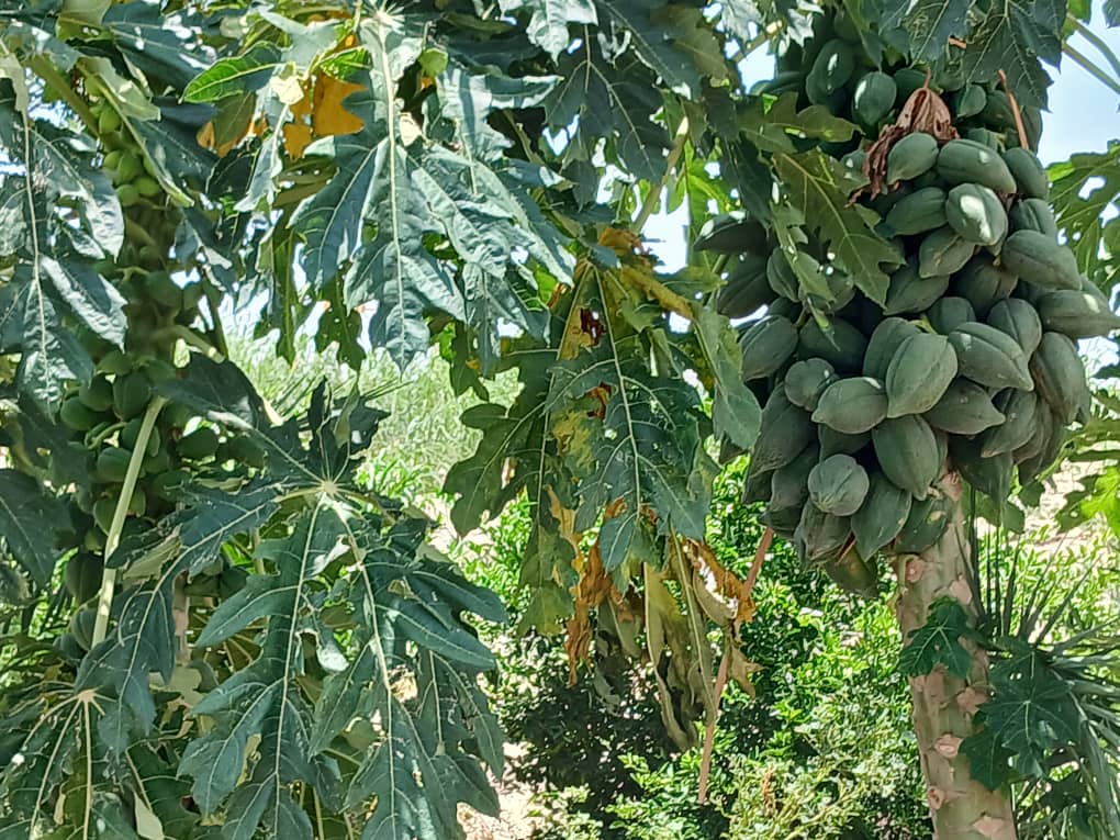 Oxfam Tchad team visiting water access sites in Lac Province