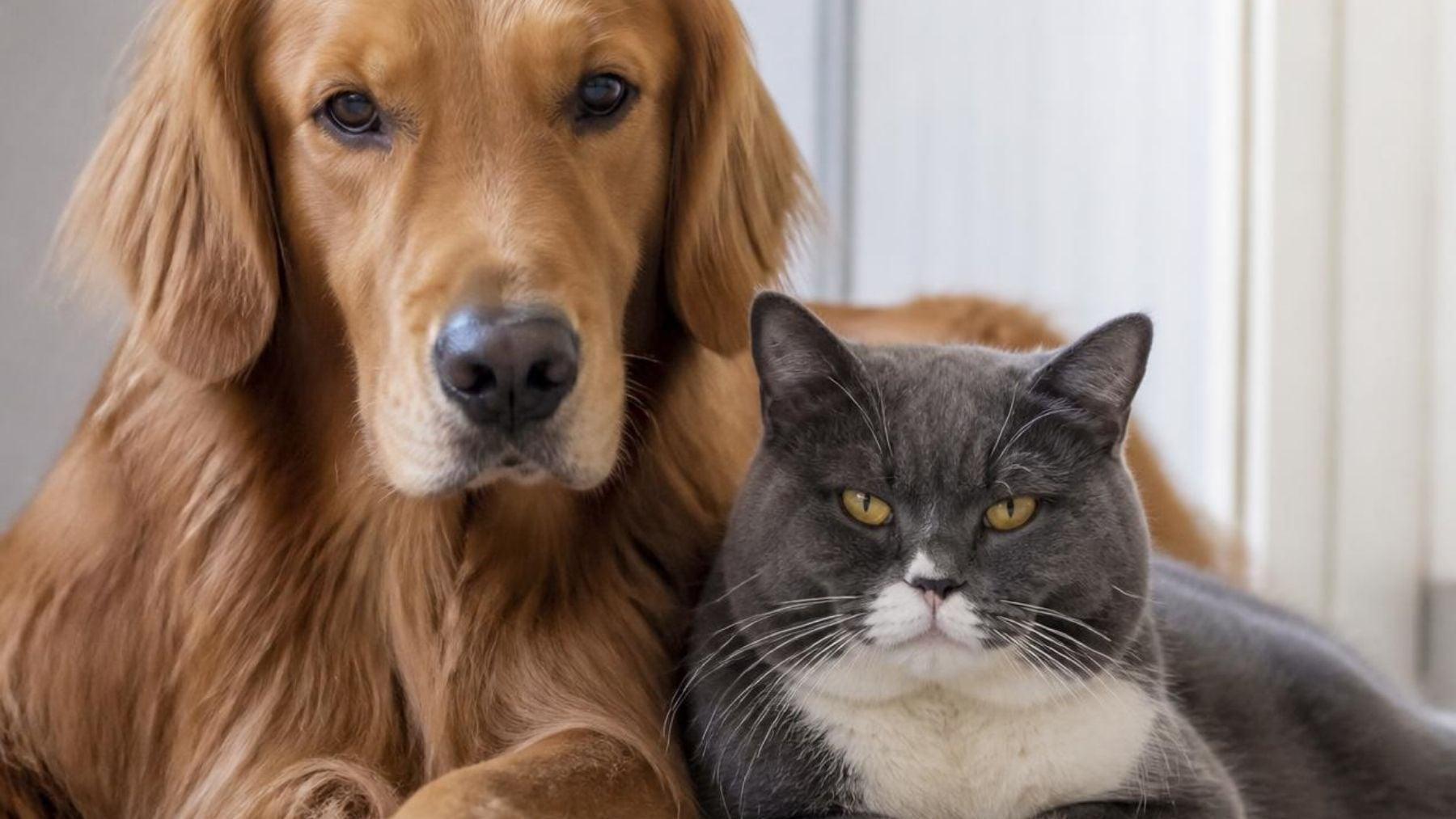 Animal welfare law obligations roundup for Spanish pet owners