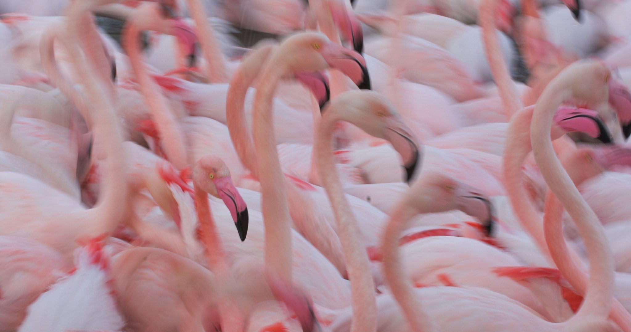 Photo of flamingos in a wetland area