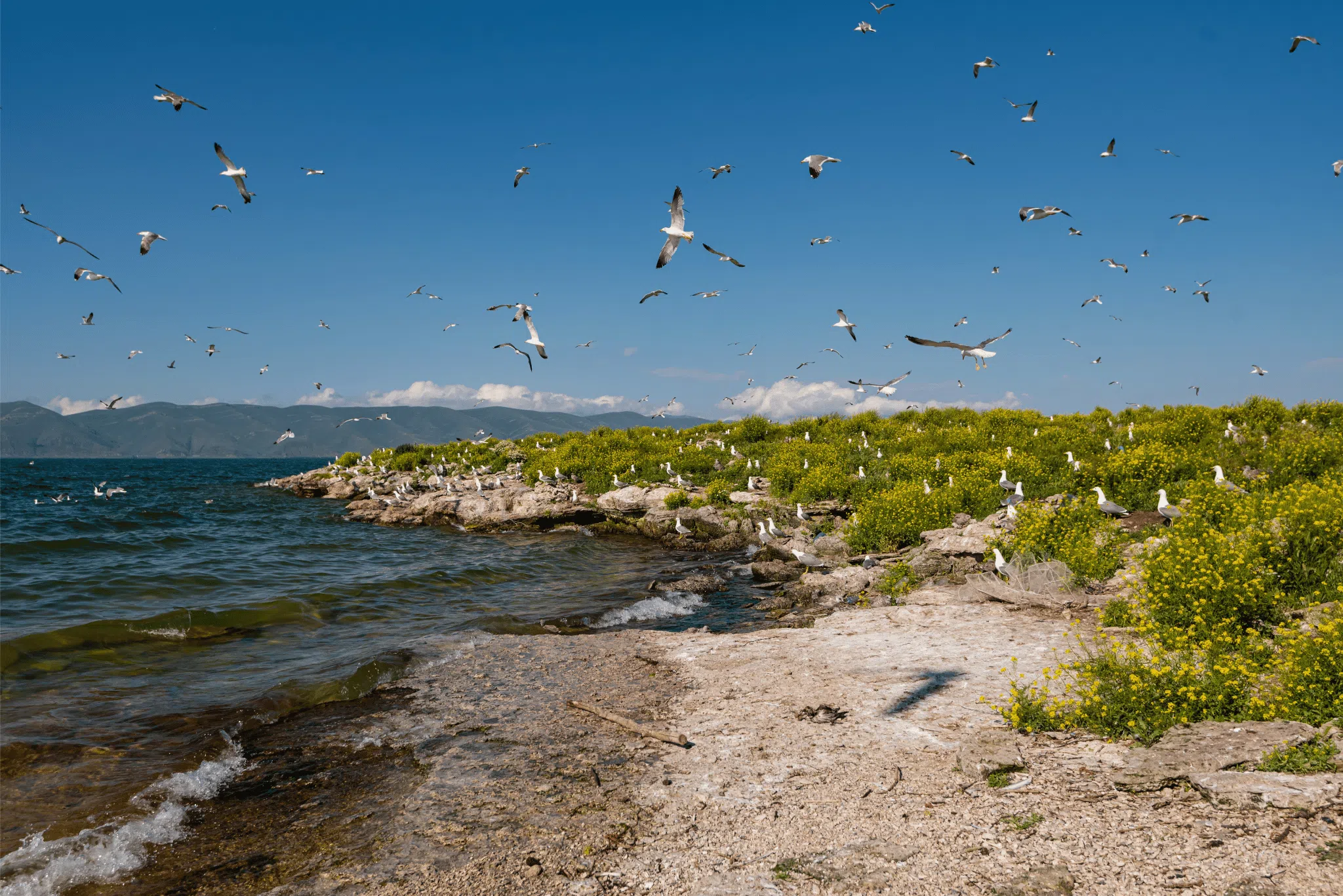 BirdLife International COP17 advocacy