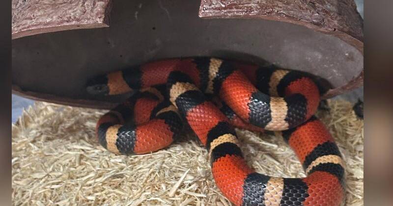 Seized exotic reptiles in Australia