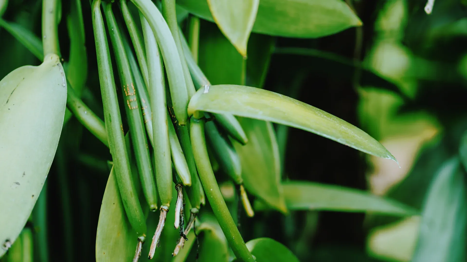 Madagascar restores a floor price on green vanilla