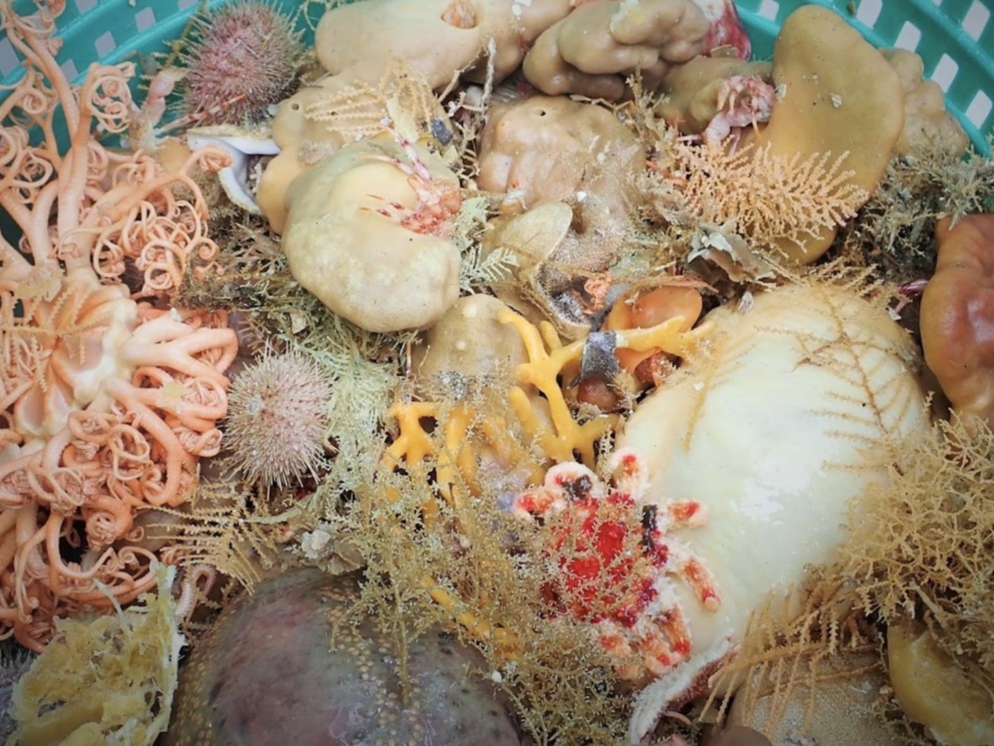 Deep sea sponge