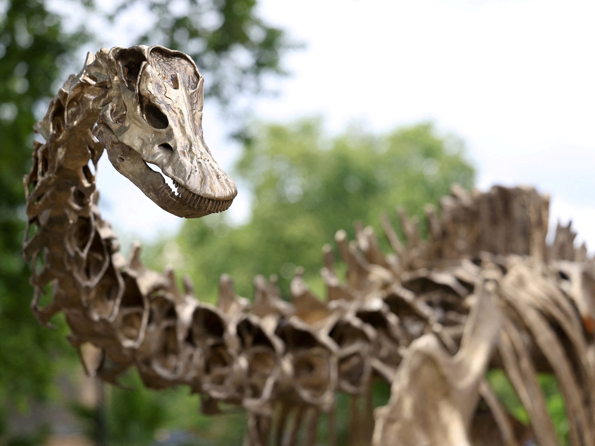 Diplodocus vertebrae found in Spain
