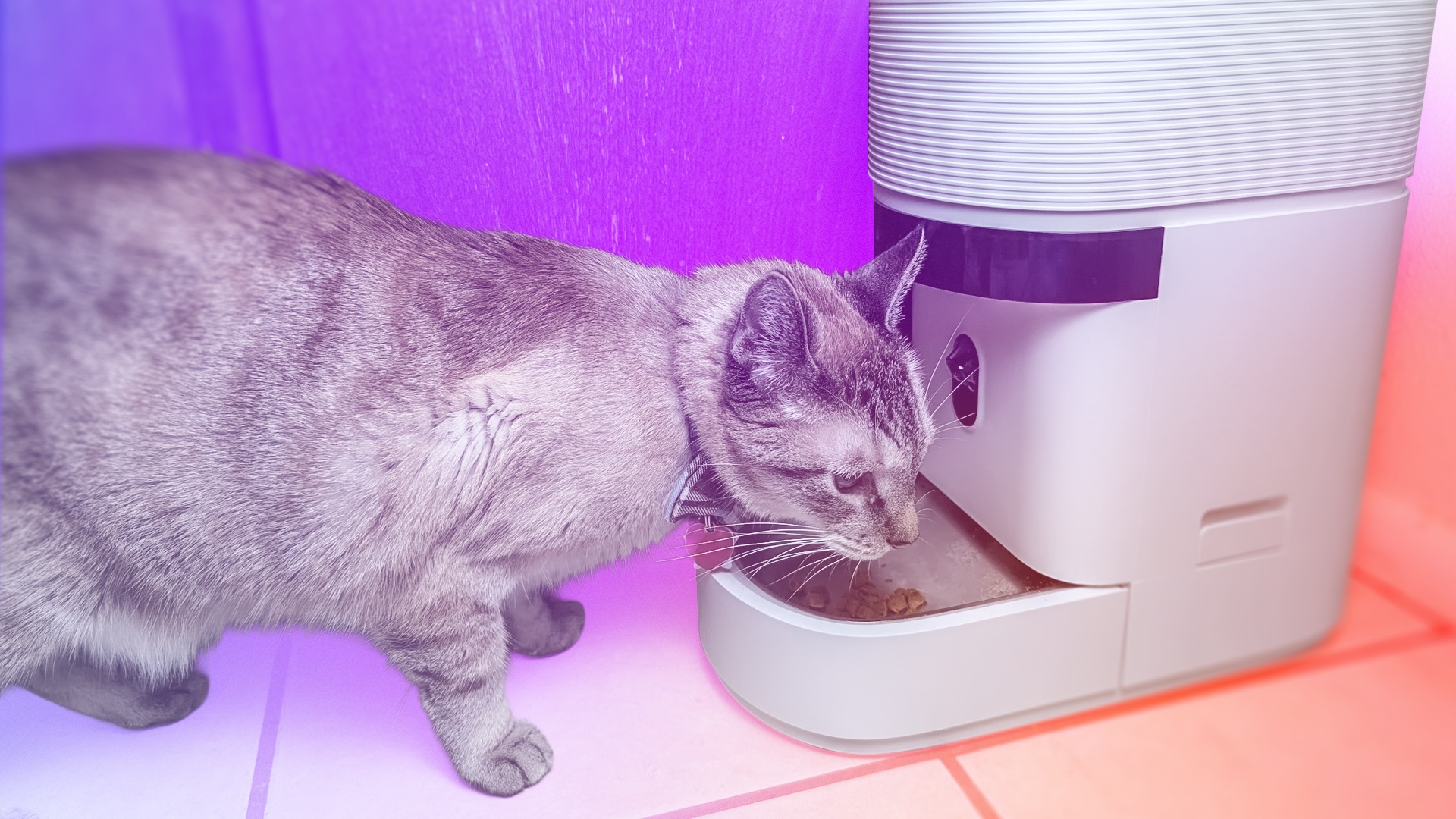 Petlibro Granary 2 Vision Smart Feeder