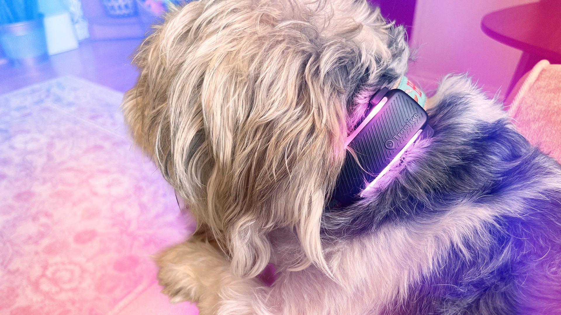 CNET's Best GPS Pet Trackers