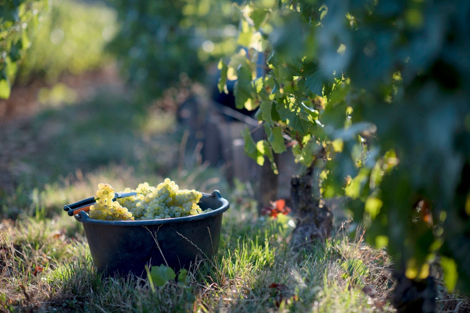 Burgundy 2026 harvest: early picking and remarkable quality