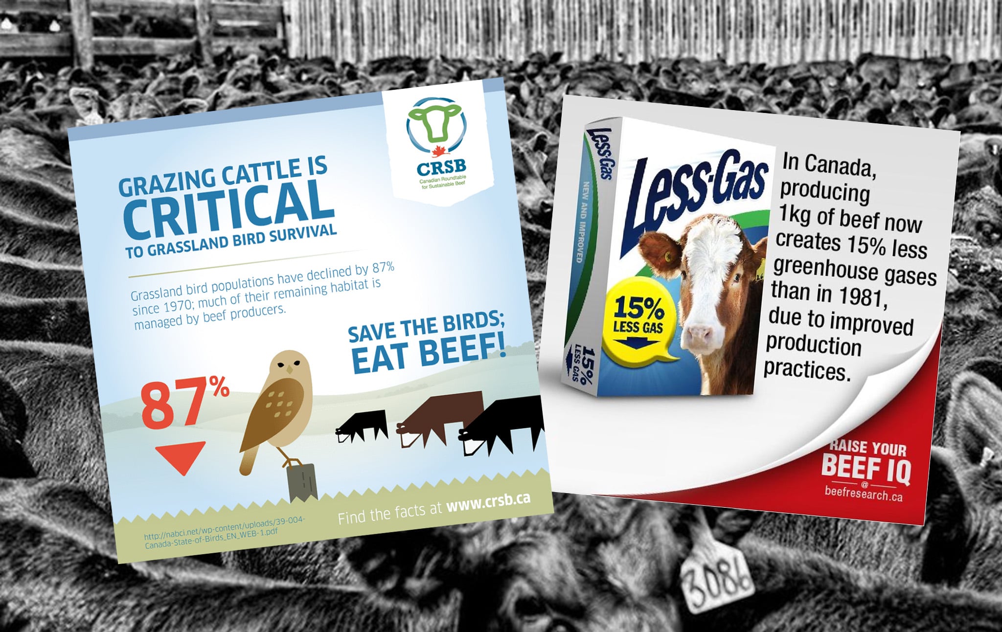 Beef industry climate science graphic