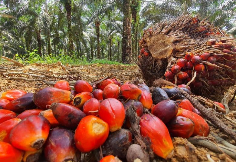 Malaysian palm oil plantation and market analysis