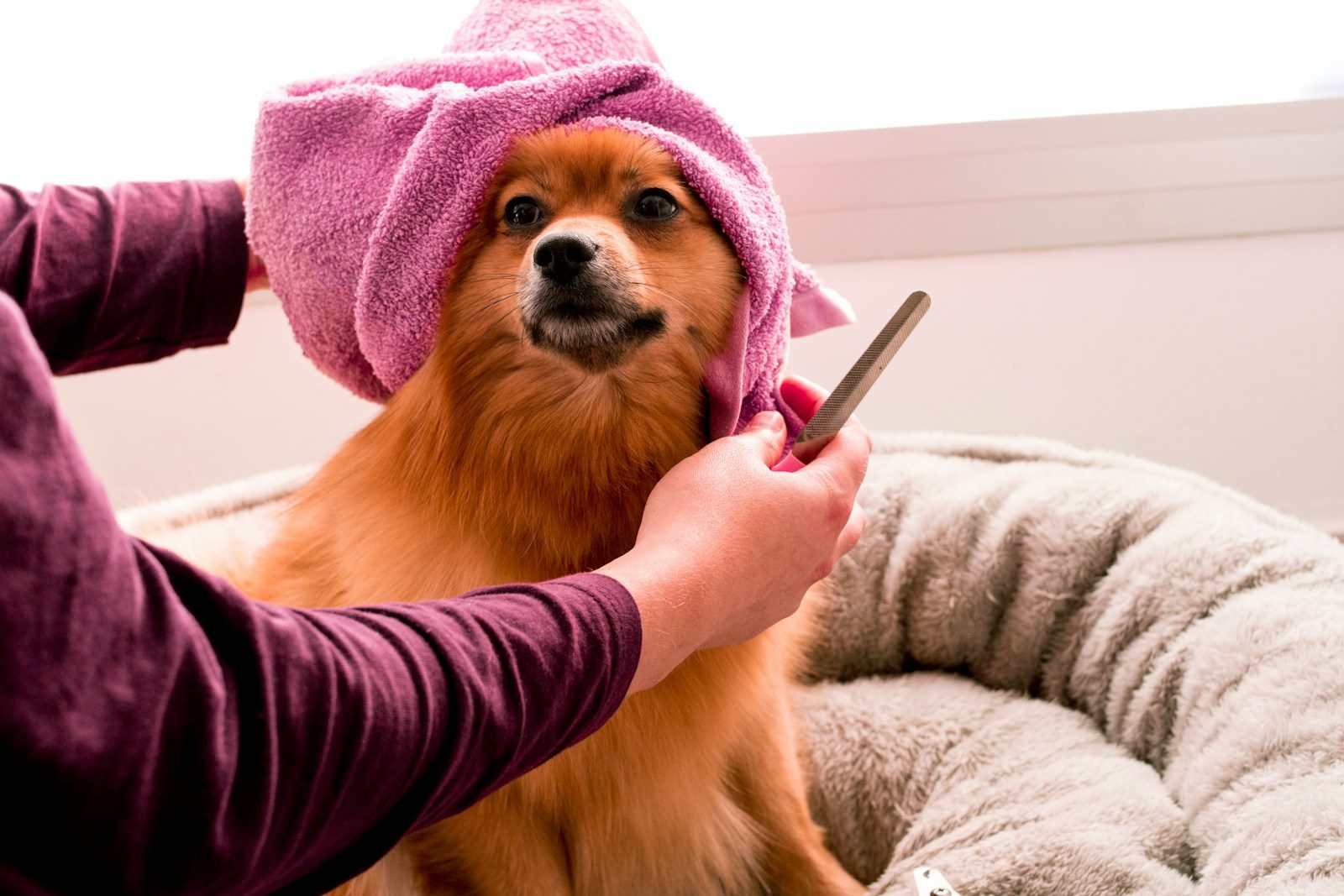 Rising vet bill debt pushes pet owners toward credit cards and loans in 2026