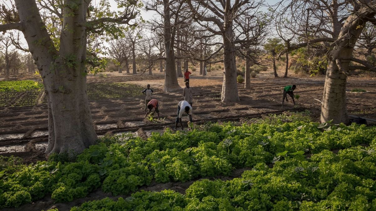Niger farmer managing regrown trees