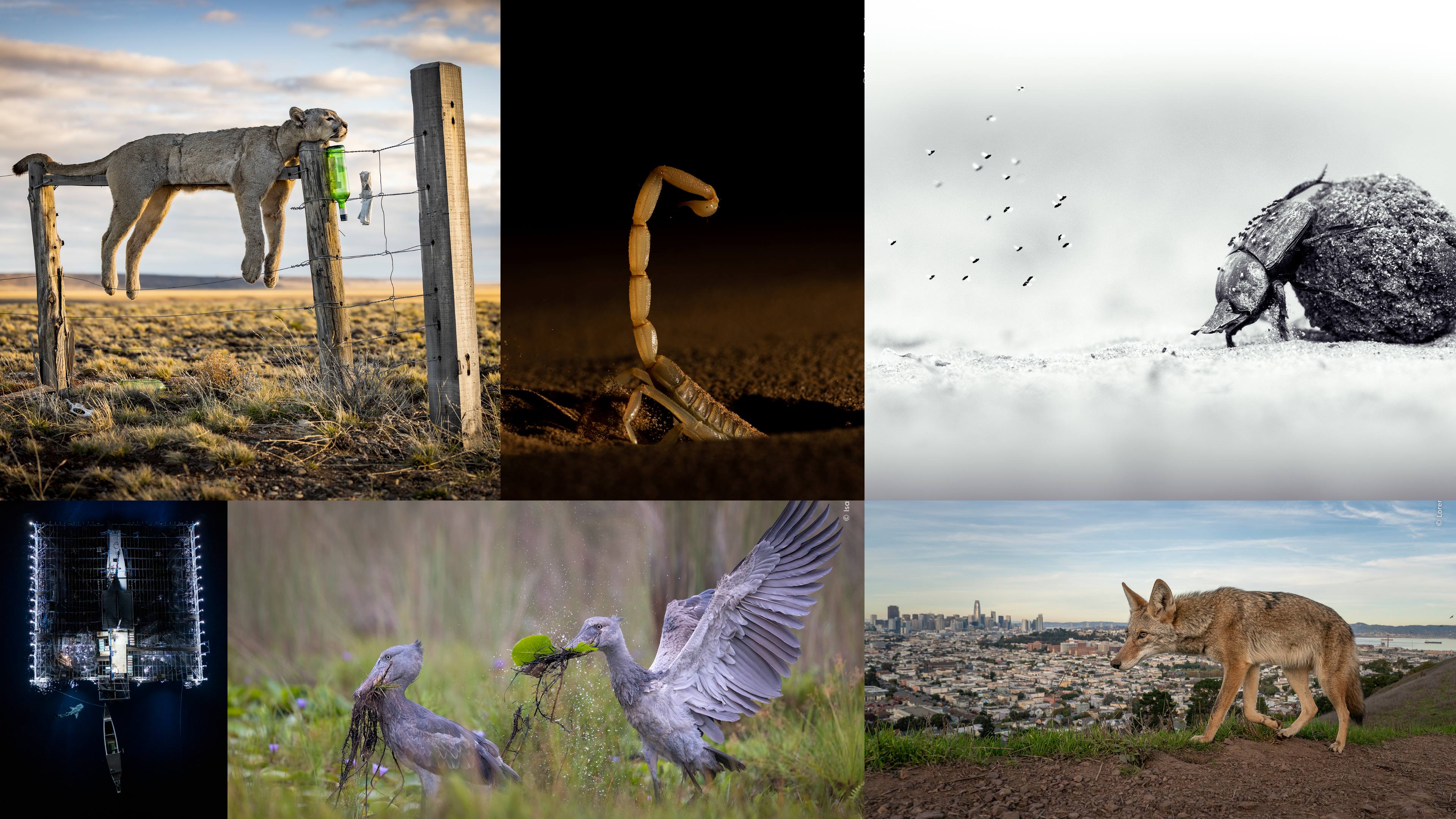 Wildlife Photographer of the Year 2026 Winners