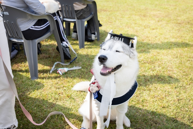 Suwon Special City pet-friendly city image