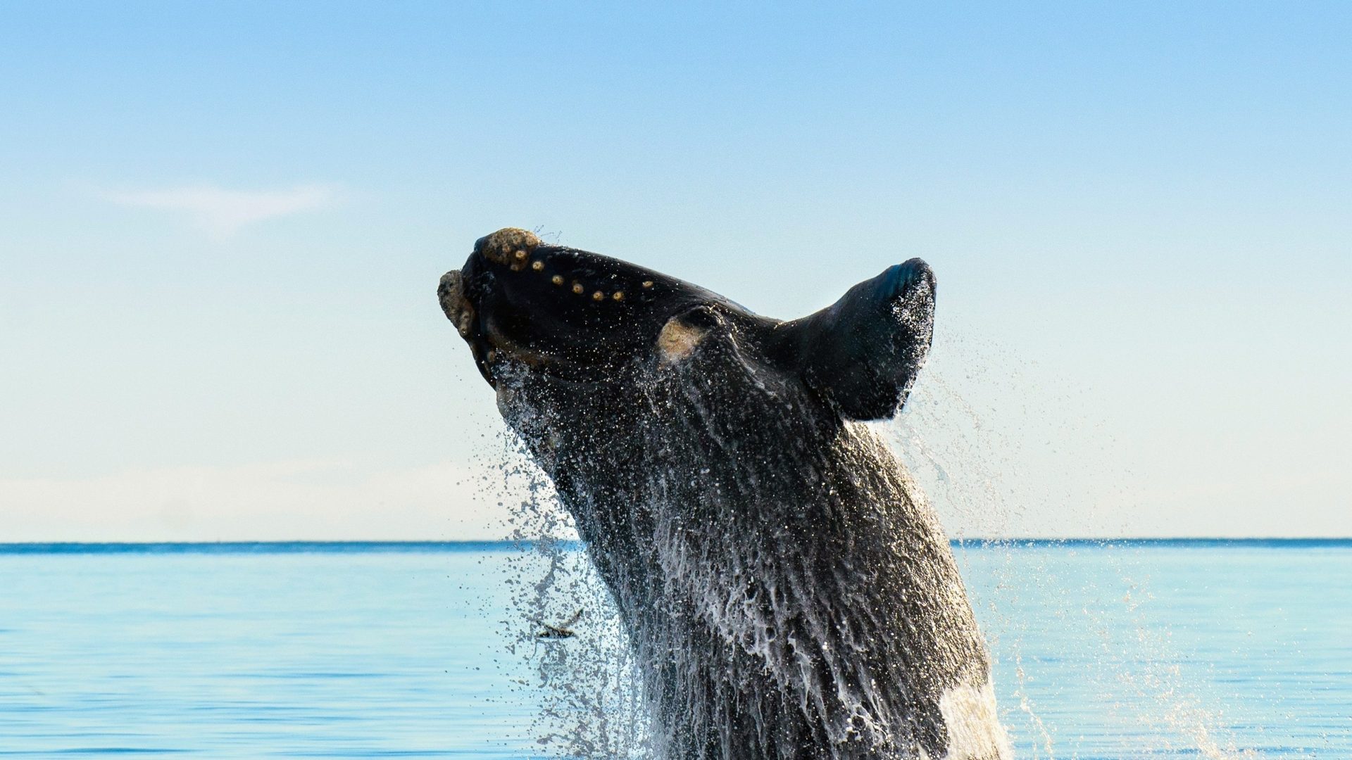 Article image illustrating narrowed Endangered Species Act protections