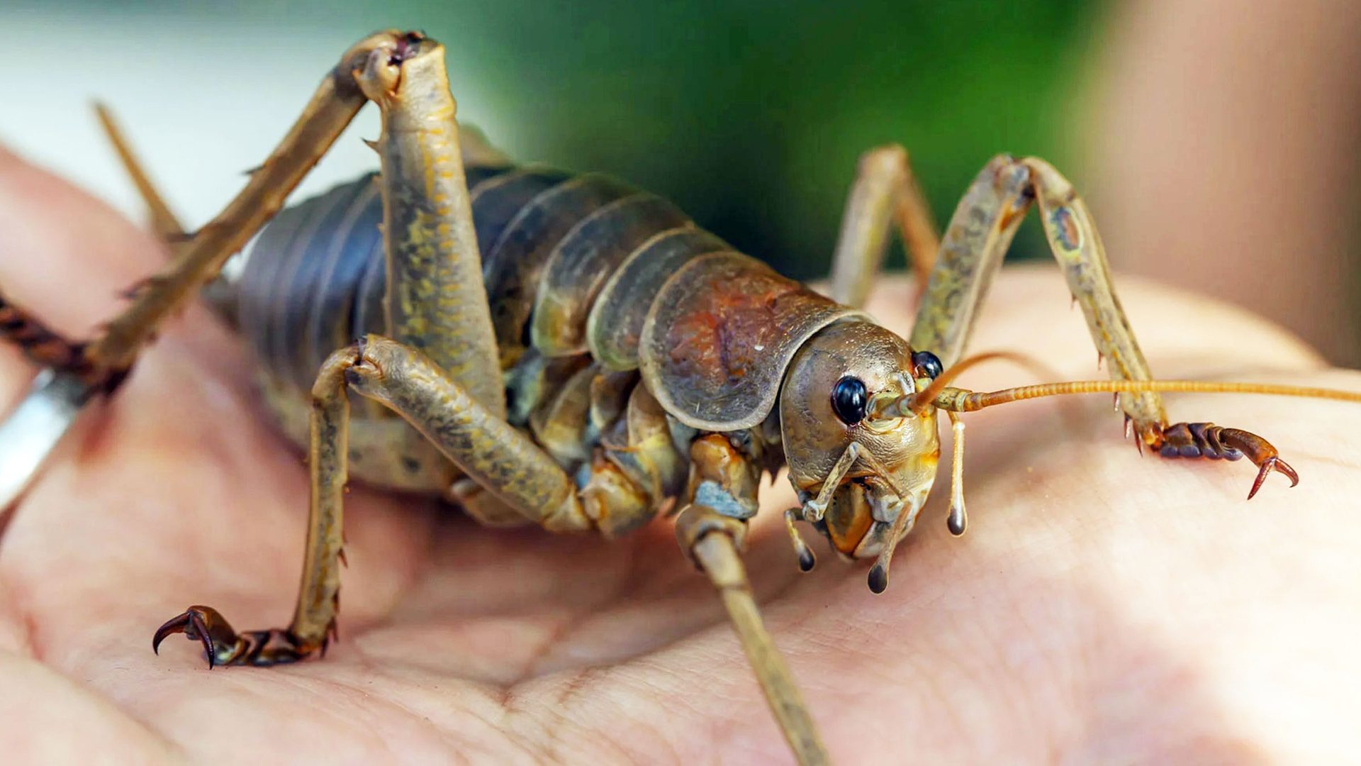 Female wetapunga giant weta being released