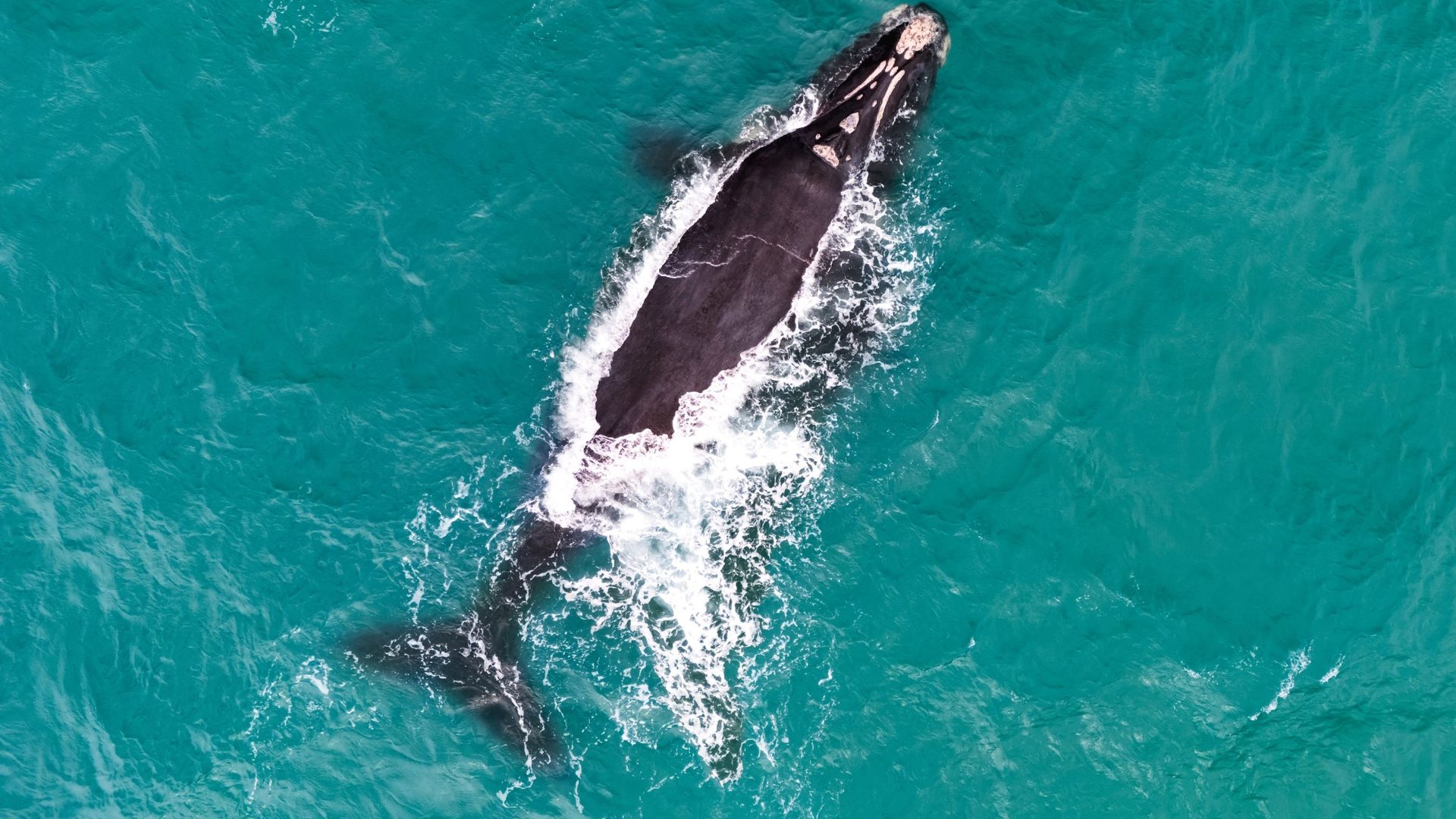 Southern right whale illustrating the study on migratory detours