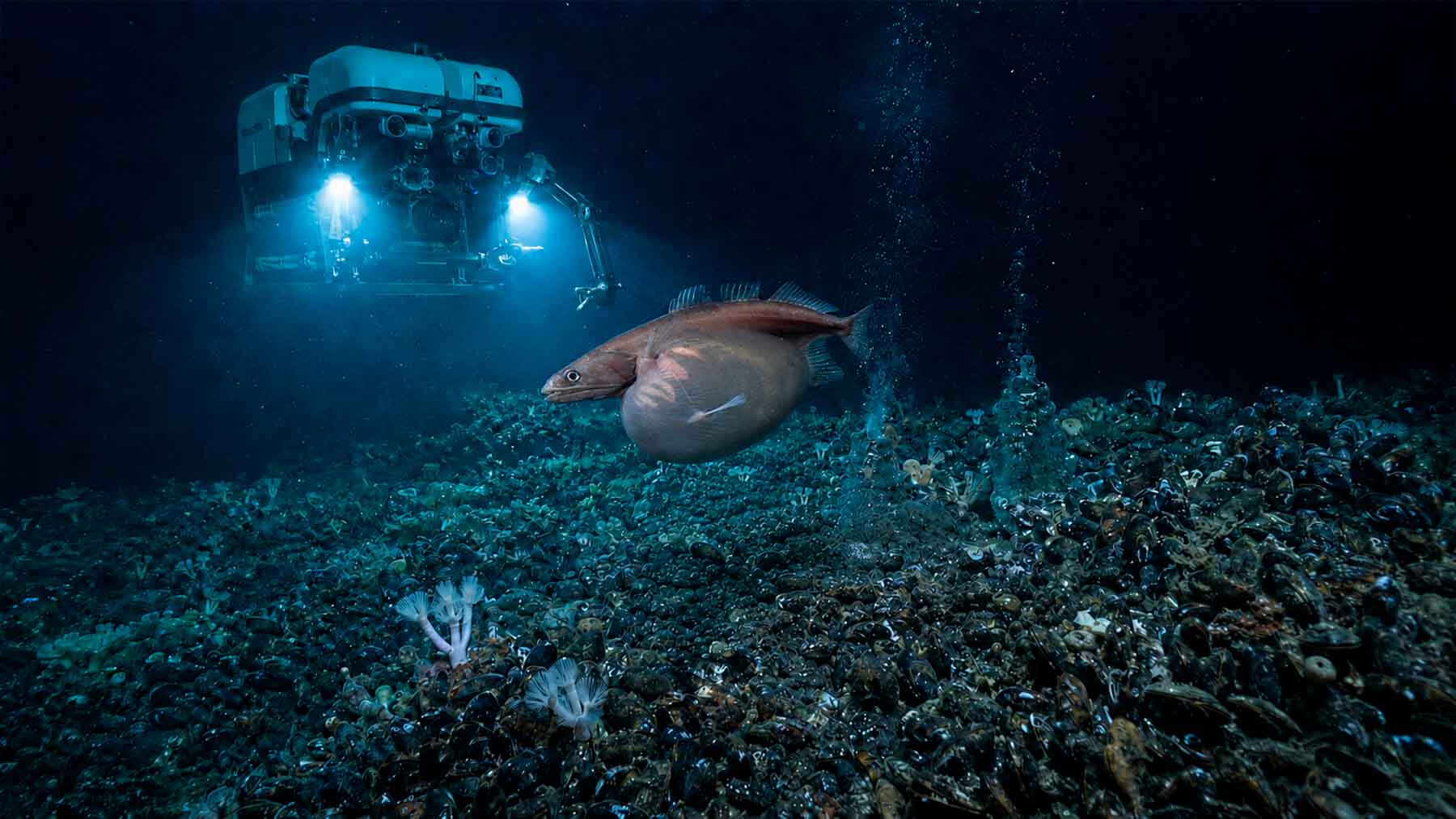 Deep sea exploration robot mapping the seabed
