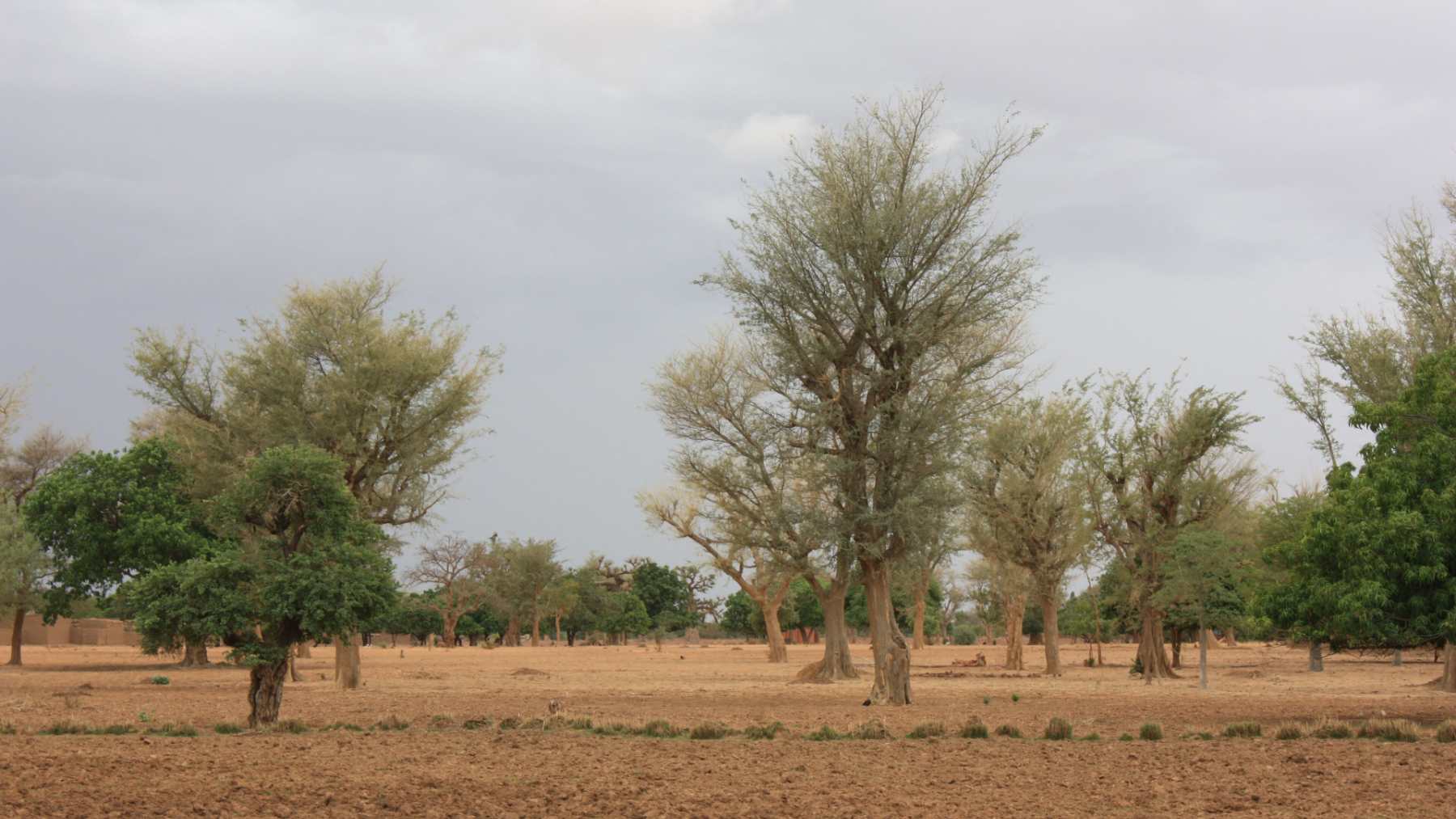 Scattered acacia trees regenerating on Sahel farmland in Niger