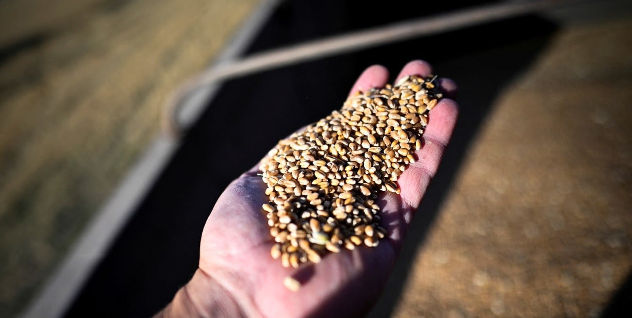 Argentine wheat harvest and export operations