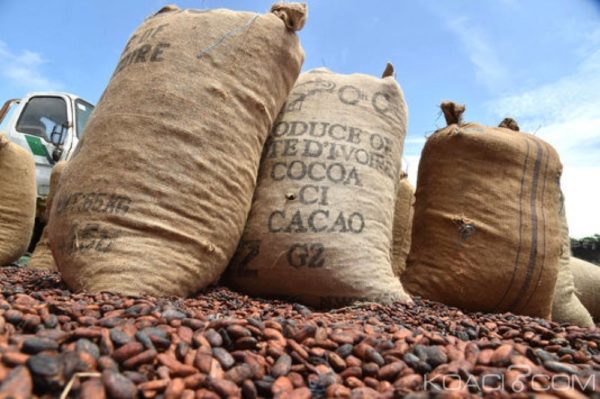 Fresh cocoa at origin