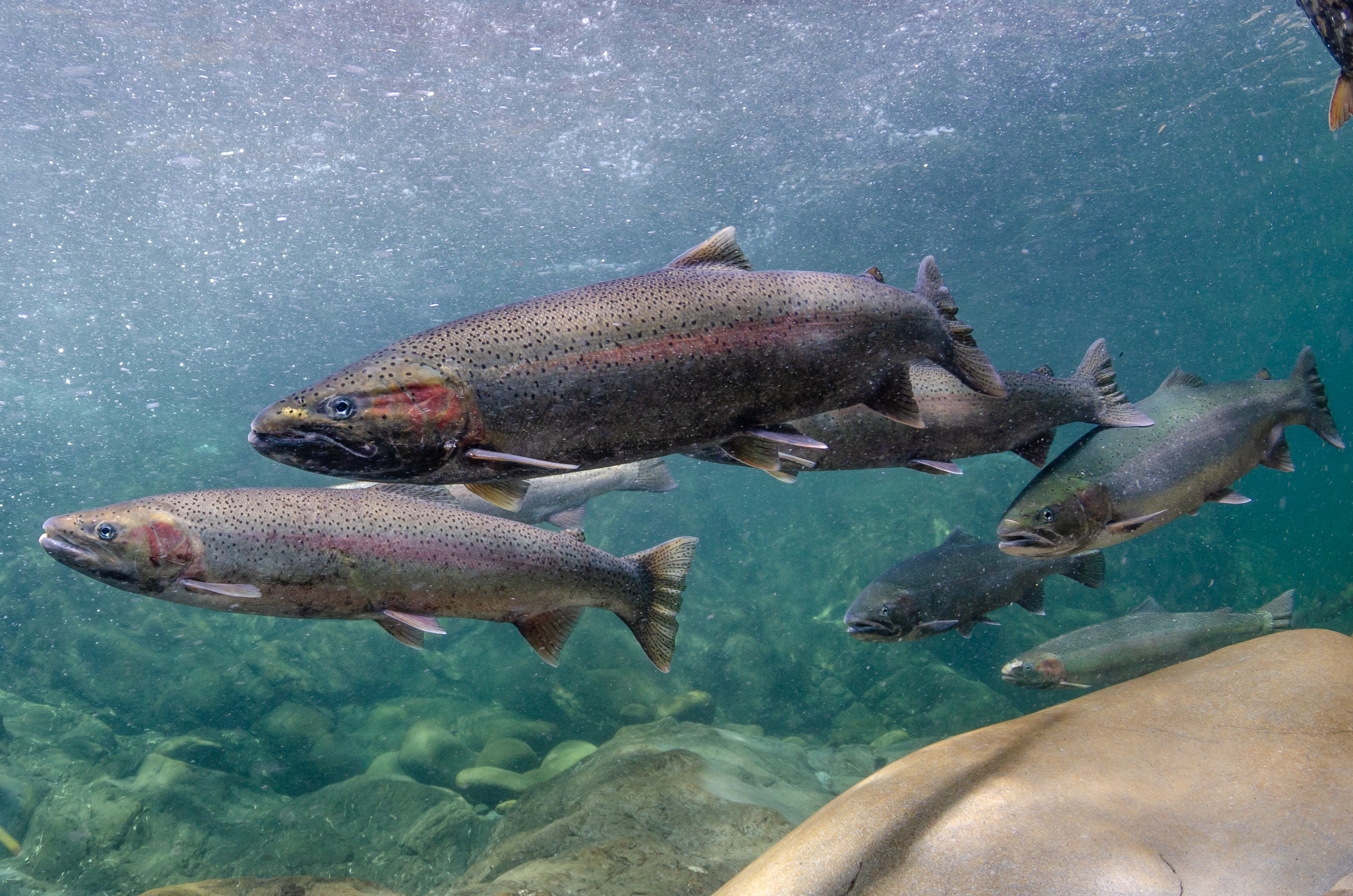 NOAA Fisheries steelhead salmon recovery success story image